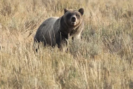 Trail Walker Assaulted by Grizzly in Yellowstone Flown to Hospital